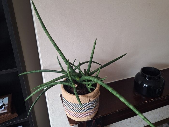 Healthy Sansevieria Cylindrica (African Spear) in  Ethnic  Pot