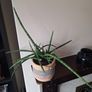 Healthy Sansevieria Cylindrica (African Spear) in  Ethnic  Pot Image 2