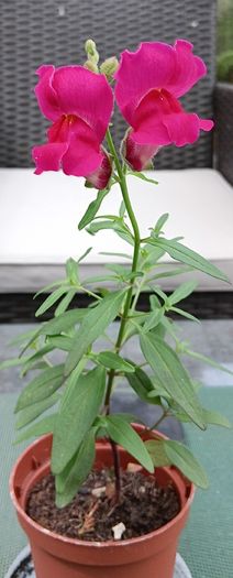Antirrhinum (Snapdragon)