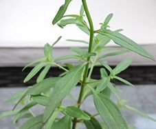 Antirrhinum (Snapdragon)
