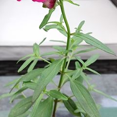 Antirrhinum (Snapdragon)