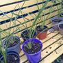 Cordyline plants Image 2