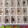 Insects BUGS in resin Image 3