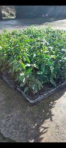Portuguese Laurel