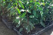 Portuguese Laurel