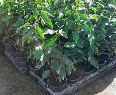 Portuguese Laurel