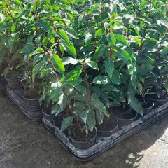 Portuguese Laurel