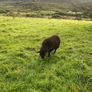 9 Young x bred sheep and 3 ewe lambs. Image 8