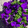 Hanging basket Image 9