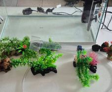 Fish Tank