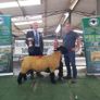 Genuine Suffolk Rams Athenry Sale Image 3