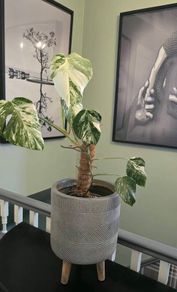 Monstera deliciosa(with a pot)