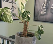 Monstera deliciosa(with a pot)