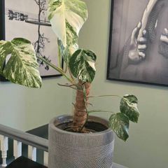 Albo Variegata(with a pot)