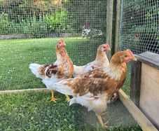 Roosters Isa brown hybrid 10weeks old