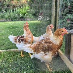 Roosters Isa brown hybrid 10weeks old