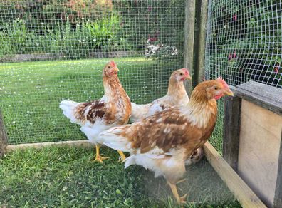 Roosters Isa brown hybrid 10weeks old