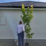 trees for sale Image 10