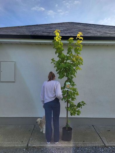 trees for sale