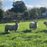 Texel/ Rouge Rams Image 6