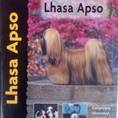 Lhasa Apso
