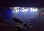 Guppies