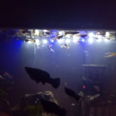 Guppies