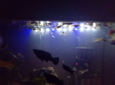 Guppies