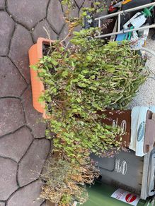 garden shrub