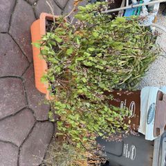 garden shrub