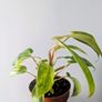 Philodendron Painted Lady Plant Image 4