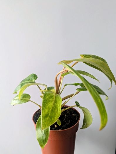 Philodendron Painted Lady Plant