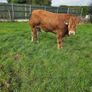 Pedigree Limousin Bulls Image 8