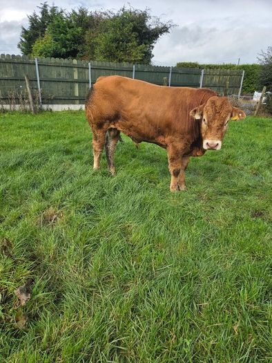 Pedigree Limousin Bulls
