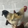 Rooster's looking for new homes Image 2