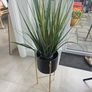 plant Image 2