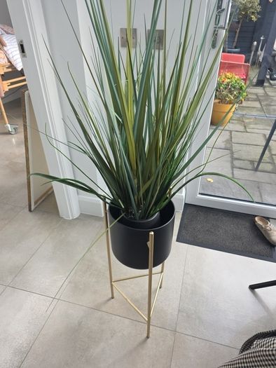plant