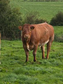 Springing heifers