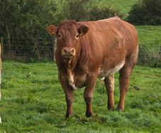 Springing heifers