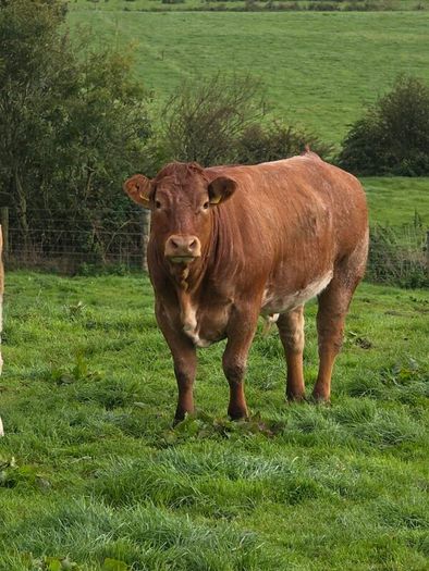 Springing heifers