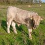 Calves Image 8
