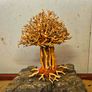 Bonsai Tree Baobab Style Large Image 3