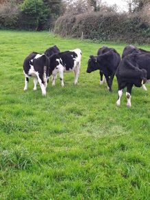 Weanling heifers Holstein friesan
