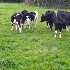 Weanling heifers Holstein friesan