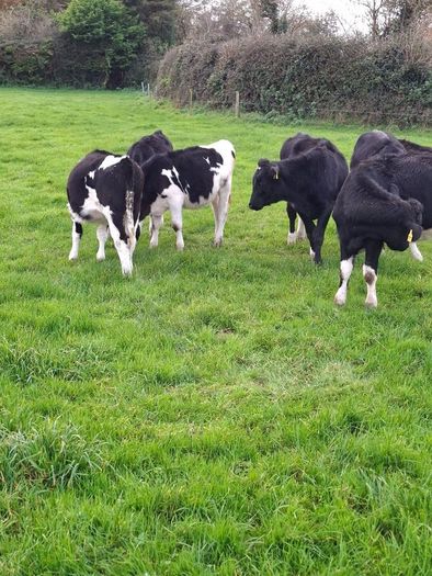 Weanling heifers Holstein friesan