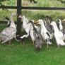 Ducklings Image 2
