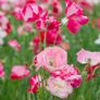 Poppy Seeds Image 2