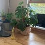 plant Image 3