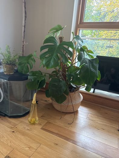 plant