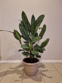 Fishbone Prayer Plant - Ctenanthe Oppenheimiana